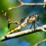 Dragonfly 293