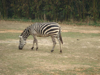 Grazing On Dry Grass