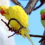 Indian ringneck parrots 3