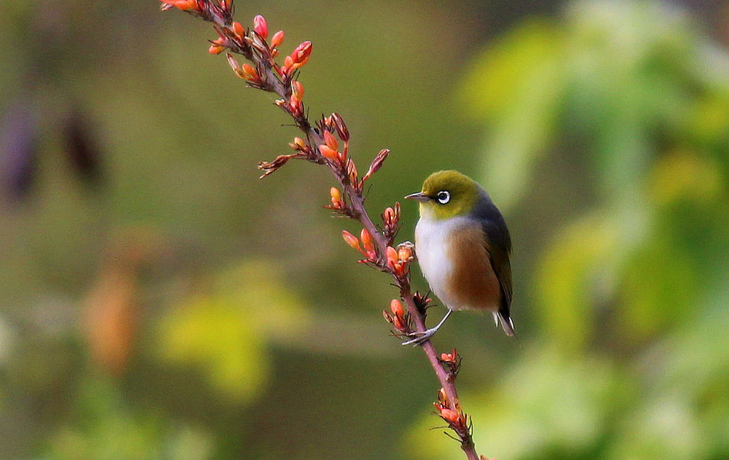 Silvereye