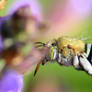 Blue Banded Bee on sage.