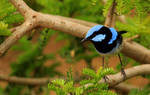 Blue Wren by wolftraz