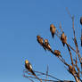 Wild Cockatiels.