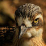 Bush Stone-curlew