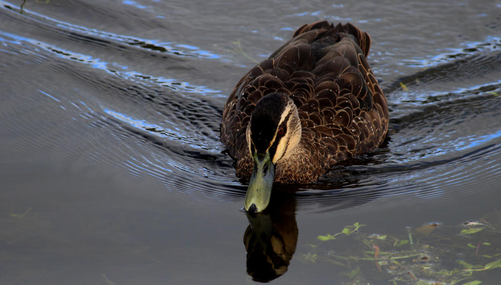 Black Pacific Duck by wolftraz on DeviantArt