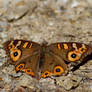 Meadow Argus