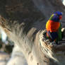 rainbow lorikeet