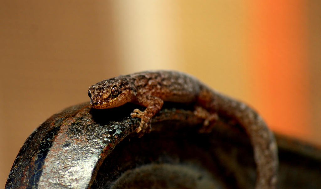 Marble Gecko.