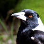 Magpie.