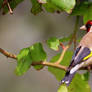 European Goldenfinch.