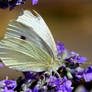 White Butterfly.