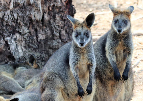 Wallabies