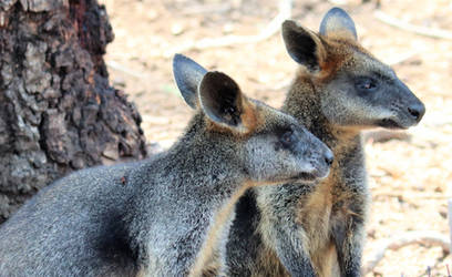 Wallabies.