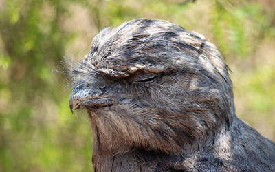 Twany Frogmouth.