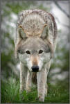 Wolf Prowling by CoupeKid