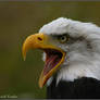 Bald Eagle 2