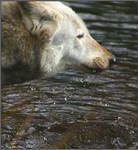 Wolf Drinking by CoupeKid