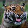 Laughing Tiger