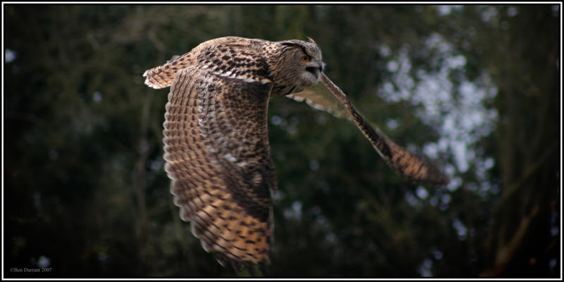 Eagle Owl