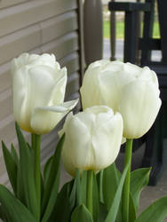 Tulips