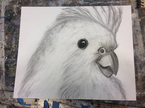 Cockatiel Charcoal drawing