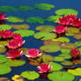 water lilies