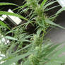 Flowering Sativa