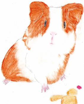 guinea pig