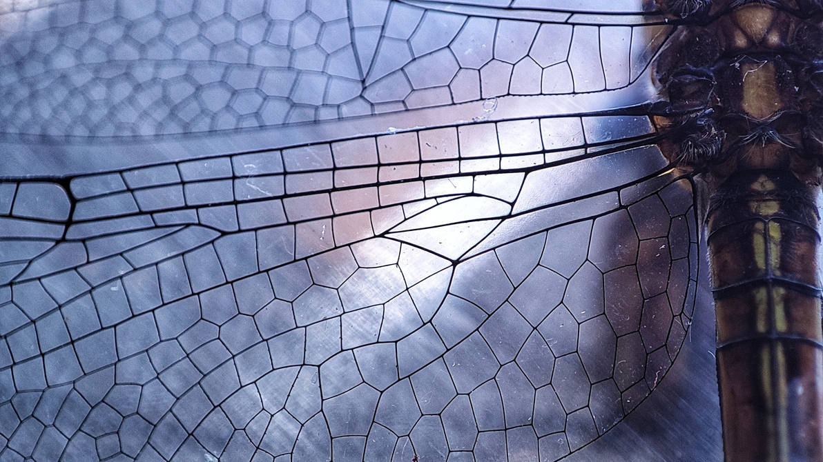 nested wings by praveenmnair on DeviantArt