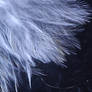 Fairy feather