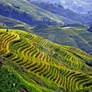 Longshen Rice Terraces