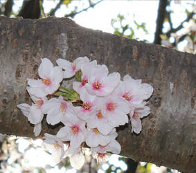 Cherry Blossom 2