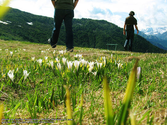 Walking Through Spring