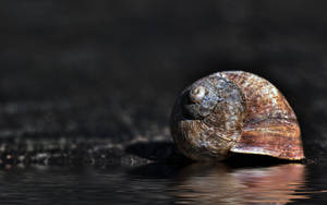 SnailFloodWP