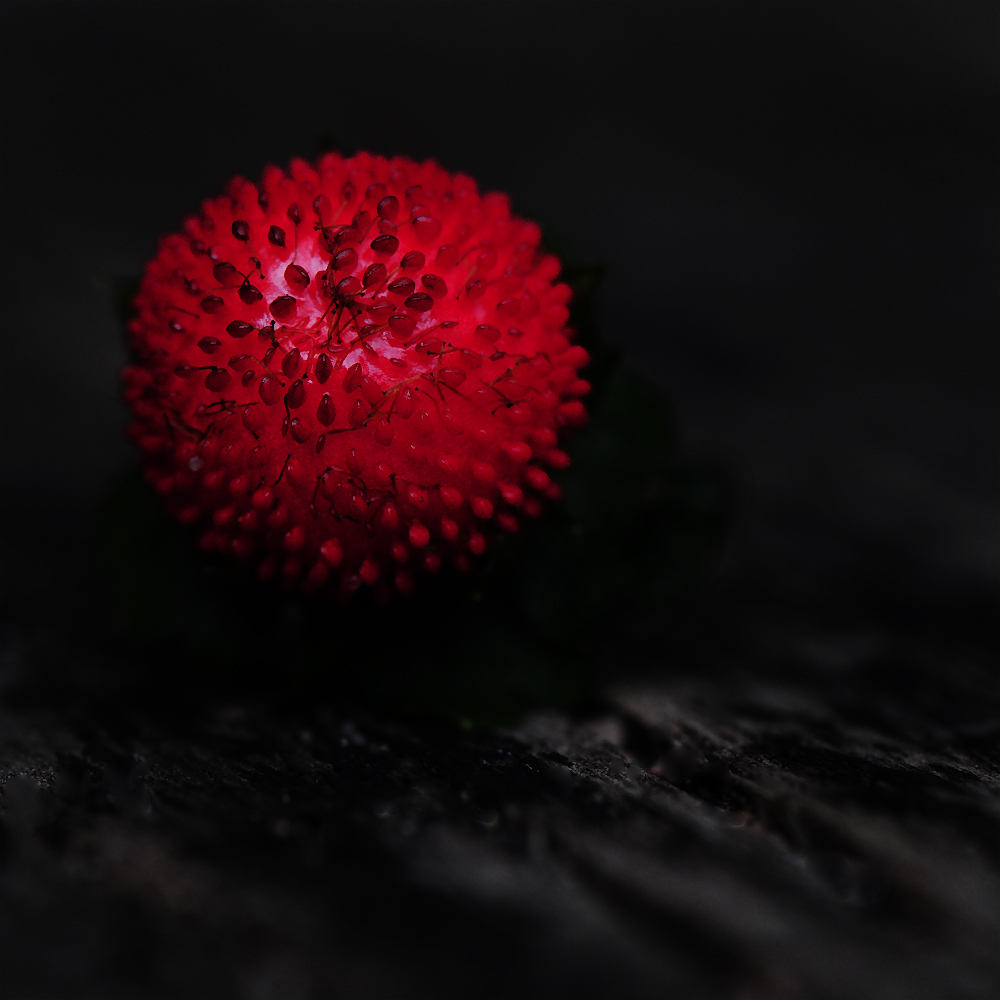 Wild strawberry