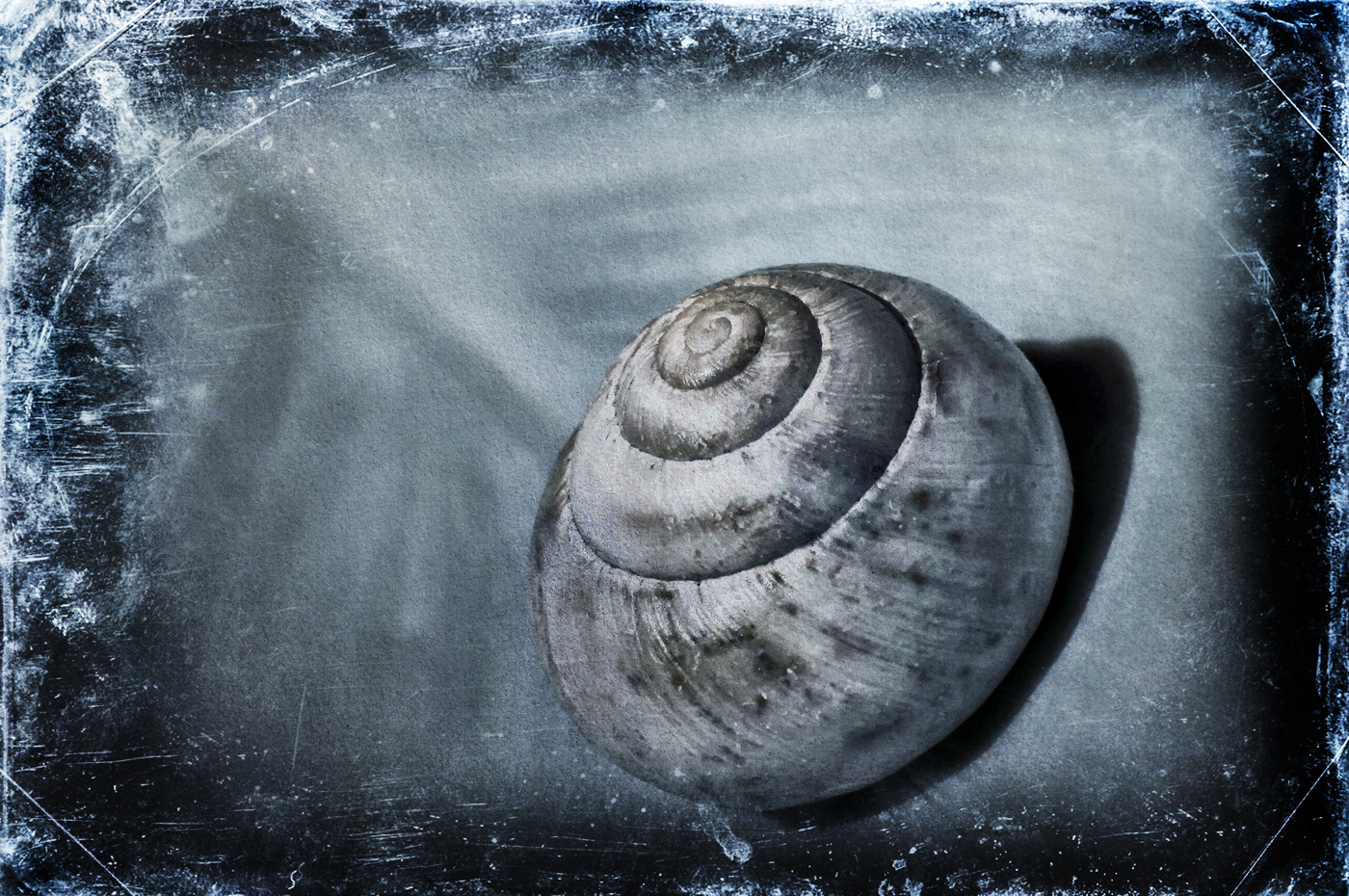 snail 72