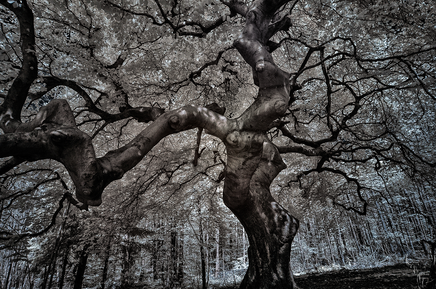 Dwarf Beech III