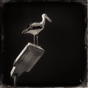 stork by vw1956 stork by vw1956