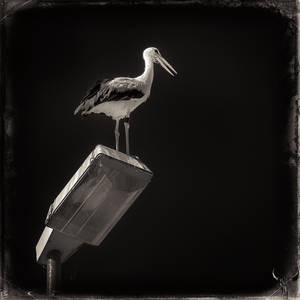 stork by vw1956