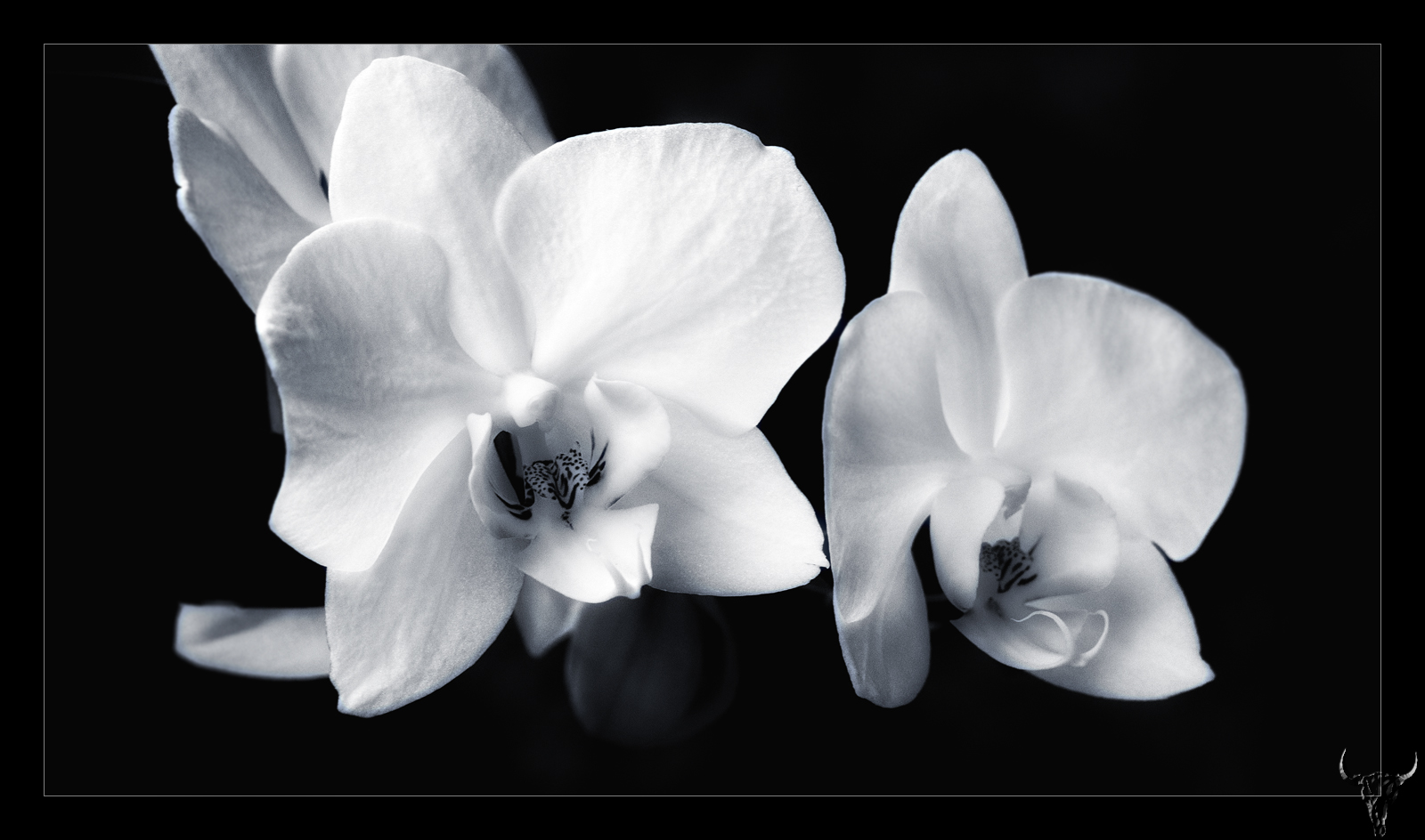 Just orchids
