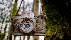 transience