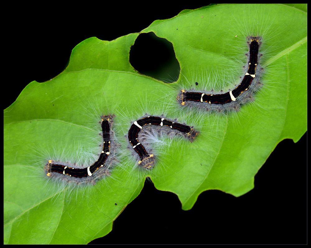 hairy symbols