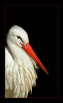 Storch by vw1956