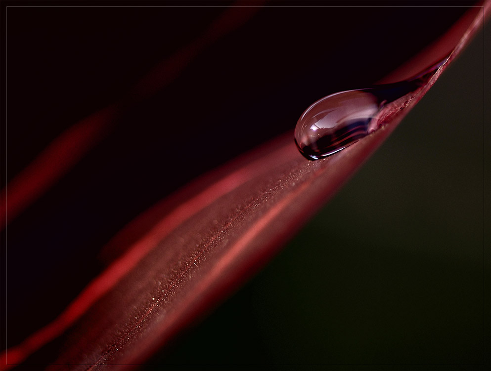 morning dew