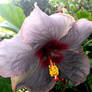 The noel flower for a dear friend