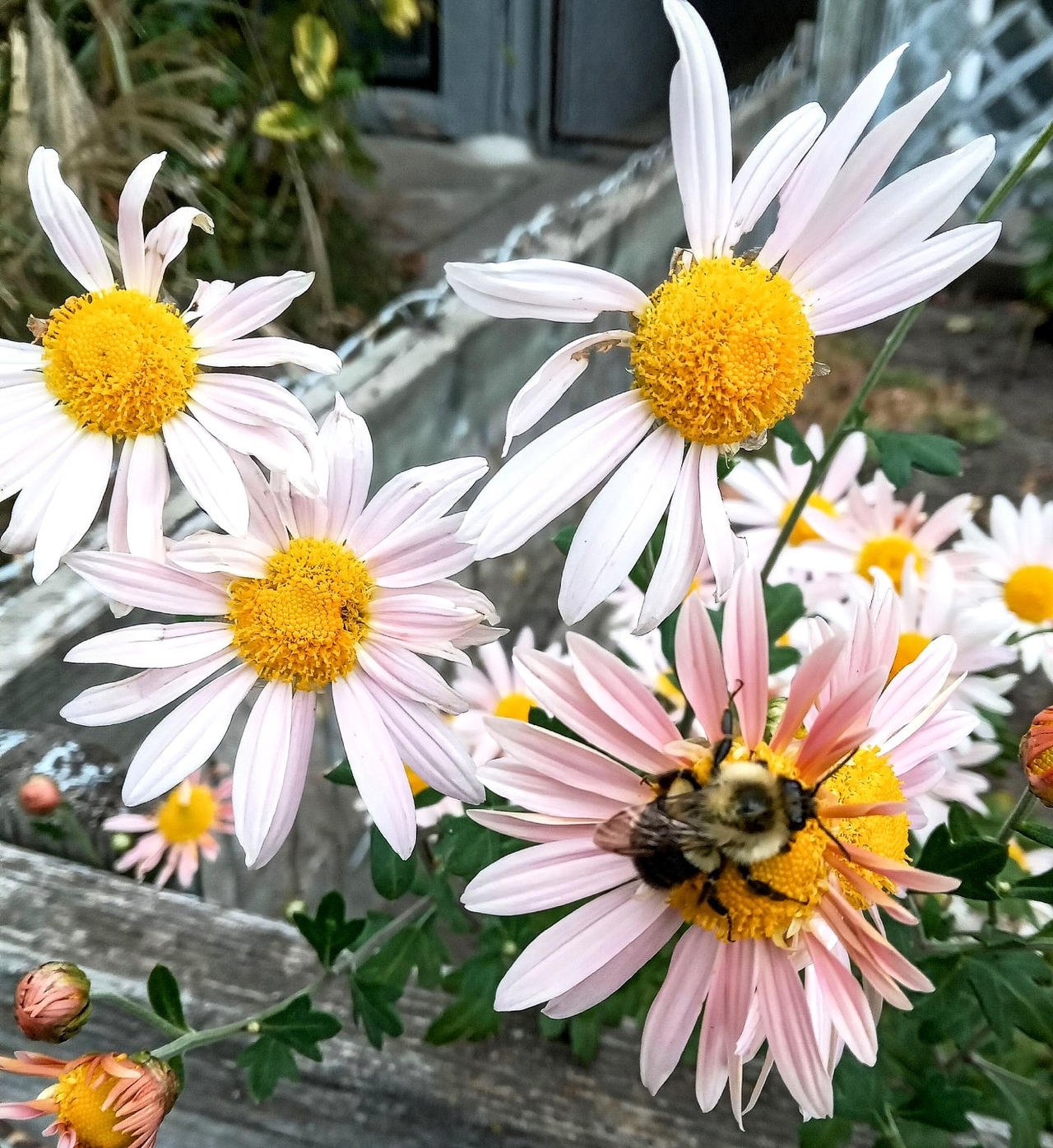 The flowers of friendship for vilde
