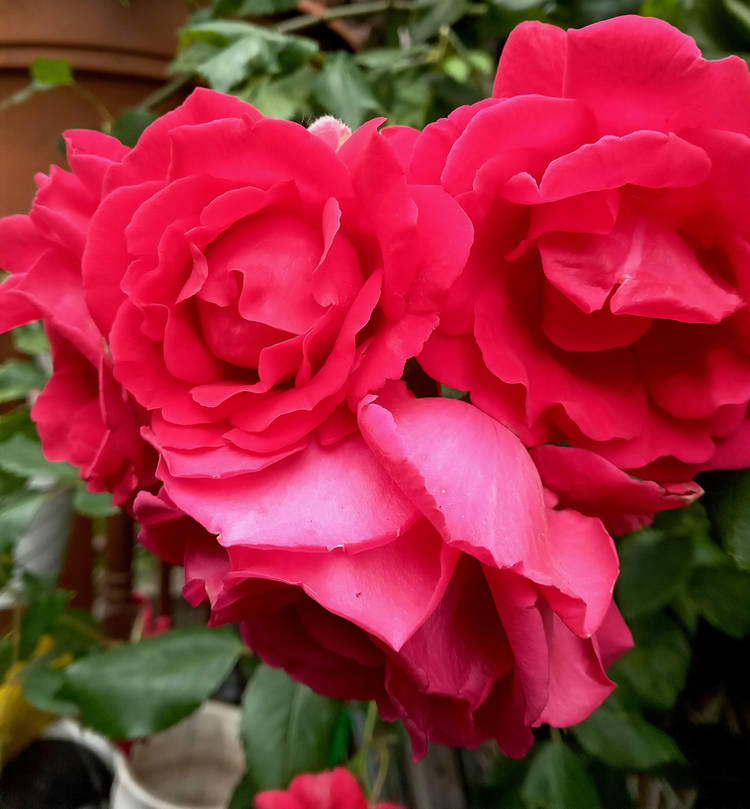 Anonymous Roses A Heart Shaped Roses For All My Friends By Analo by Anaflowerheart on ...