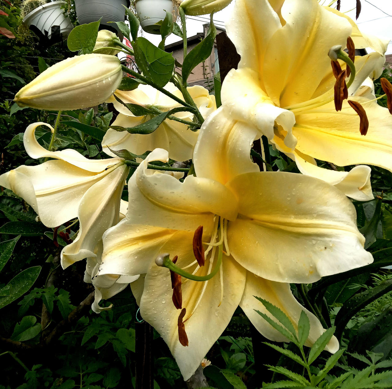Lilies of love