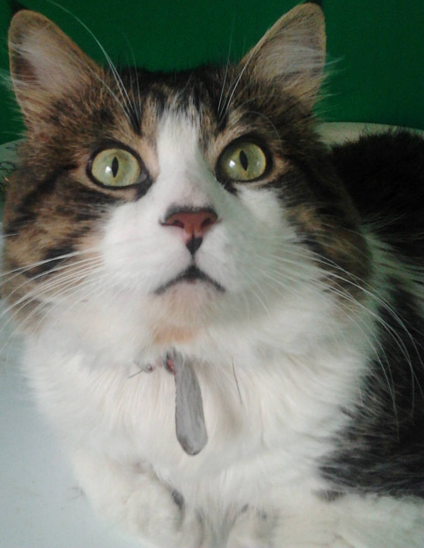 No photos please!!! Charlie my cat