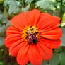 The flower of friendship for Andy